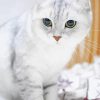 White Grey Fold Ear Cat paint by number