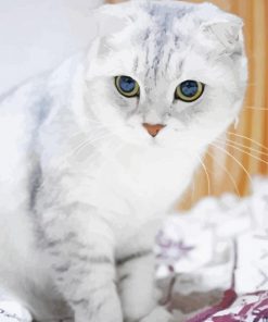 White Grey Fold Ear Cat paint by number