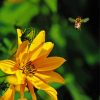 Yellow Flowers And Bee paint by numbers