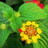 Yellow Lantanas Flowers paint by numbers