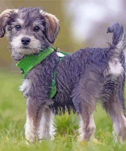 Adorable Schnoodle Puppy paint by numbers