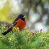 Aesthetic Orchard Oriole paint by numbers