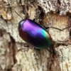 Aesthetic Purple Beetle paint by numbers