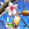 Almond Blossom Flower Paint By Numbers