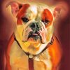 American Bulldog Animal paint by numbers