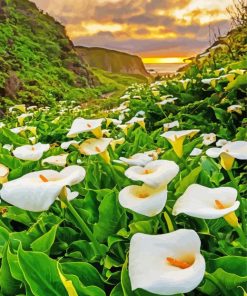 Arum Lilies In Field Landscape paint by numbers