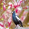 Australian Magpies With Pink Tree paint by numbers