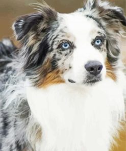 Australian Shepherd Dog paint by numbers