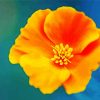 Beautiful California Poppy Flower paint by numbers