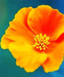 Beautiful California Poppy Flower paint by numbers