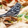 Black And White Warbler Bird paint by numbers