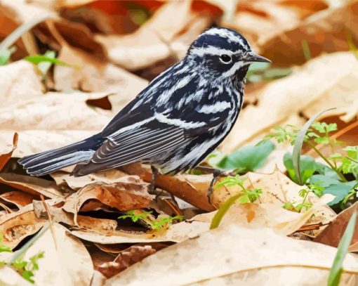 Black And White Warbler Bird paint by numbers