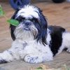 Black And White Shih Tzu Dog paint by numbers