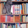 Black Cat In Bookshelves paint by numbers