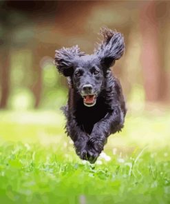 Black Cocker Spaniel Running paint by numbers