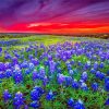 Blue Wildflowers Landscape paint by numbers