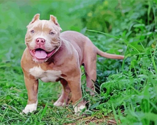 Brown American Bulldog paint by numbers