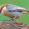 Brown Headed Nuthatch Bird paint by numbers