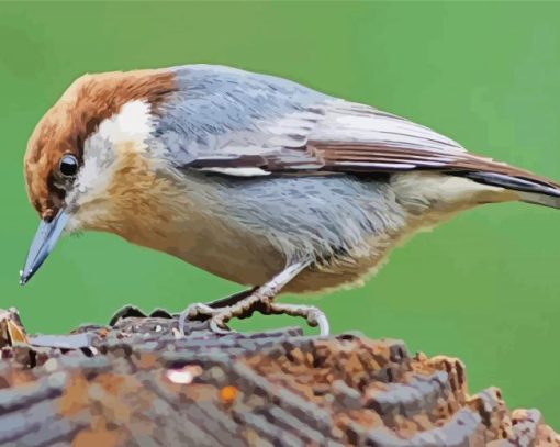 Brown Headed Nuthatch Bird paint by numbers