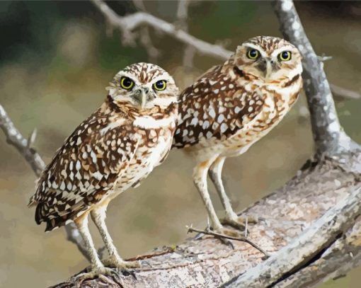 Burrowing Owl Birds On A Branch Paint By Numbers