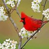 Cardinal And White Flowers paint by numbers