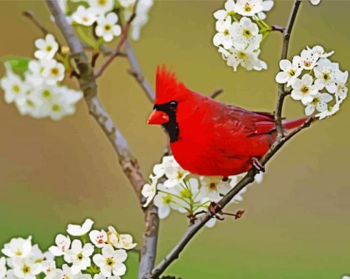 Cardinal And White Flowers paint by numbers