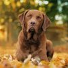 Chesapeake Bay Retriever Dog paint by numbers