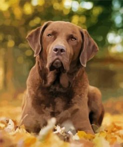 Chesapeake Bay Retriever Dog paint by numbers