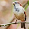 Close Up House Sparrow Bird paint by numbers