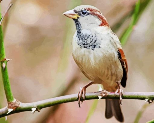 Close Up House Sparrow Bird paint by numbers