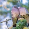 Common Wood Pigeon Couple Paint By Numbers