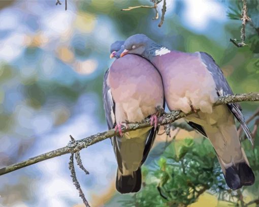 Common Wood Pigeon Couple Paint By Numbers