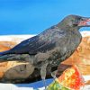 Crow On Watermelon paint by numbers