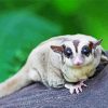 Cute Sugar Glider paint by numbers