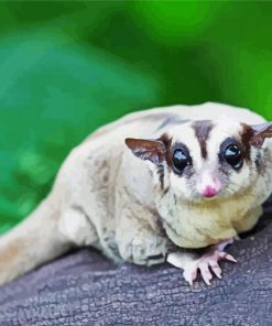 Cute Sugar Glider paint by numbers