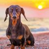 Dachshund On The Beach paint by numbers