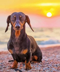 Dachshund On The Beach paint by numbers