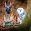 Dog And White Owl Bird paint by numbers