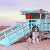 Dogs At The Beach Lifeguard Stand paint by numbers