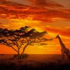 Elephant And Giraffes Sunset paint by numbers