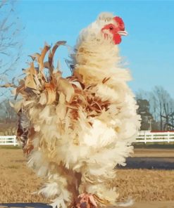 Frizzle Chicken paint by numbers