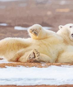 Funny Polar Bear With Tongue Out paint by numbers