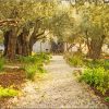 Garden Of Gethsemane paint by numbers