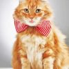 Ginger Cat With Bow Tie paint by numbers