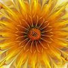 Golden Flower paint by numbers