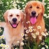 Golden Retriever In Daisies Field paint by numbers