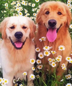 Golden Retriever In Daisies Field paint by numbers