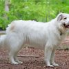 Great Pyrenees Dog paint by numbers