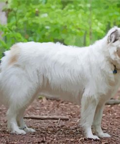 Great Pyrenees Dog paint by numbers