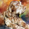 Italian Spinone Art Paint by numbers